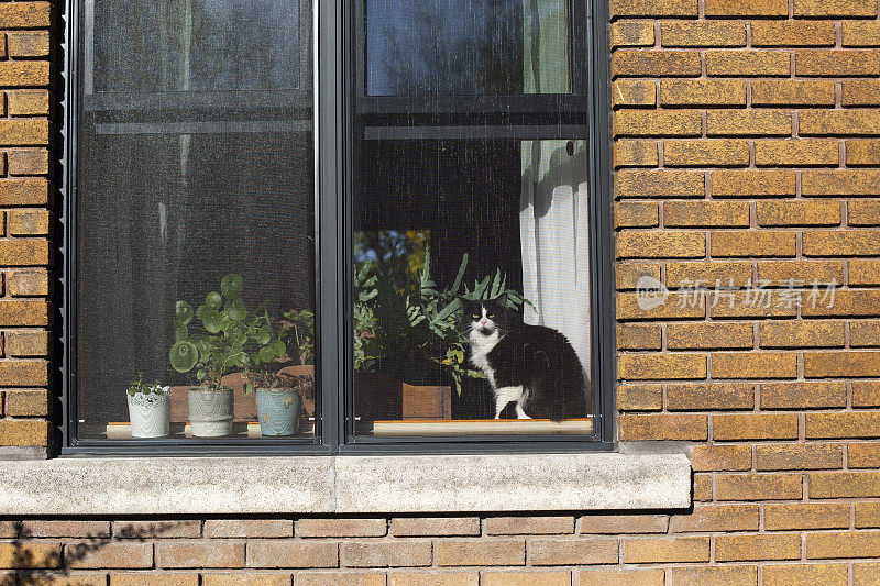 一只黑猫坐在窗前