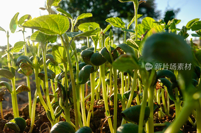 菜园子里的大豆树苗