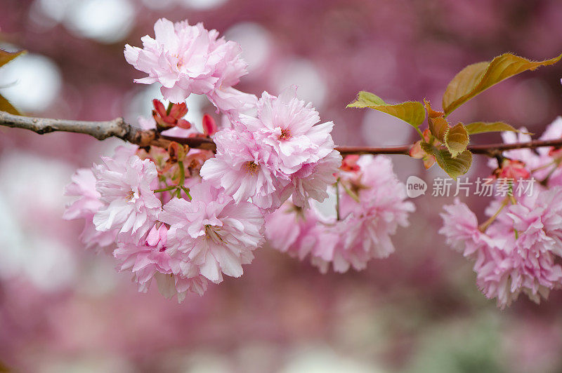 春天鲜花盛开