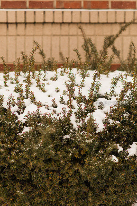 2022年12月，俄亥俄州奇利科特的雪天里，奇形怪状的雪树