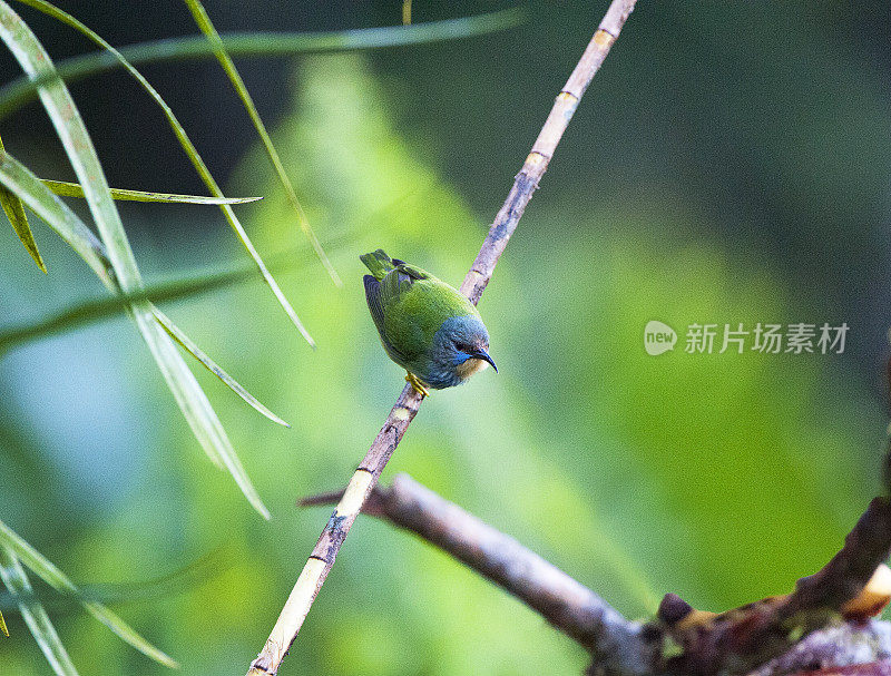 雌性闪闪发光的蜜爬行鸟，萨瓦格里河，哥斯达黎加