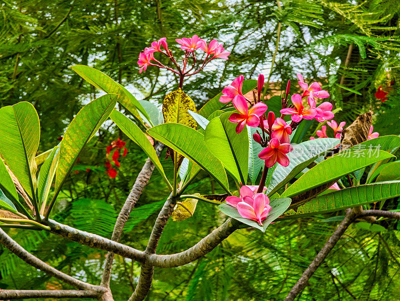 鸡蛋花(Plumeria)