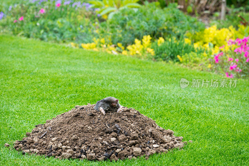 鼹鼠在花园里的鼹鼠山上偷看
