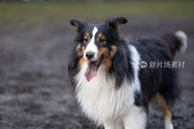 雪梨牧羊犬