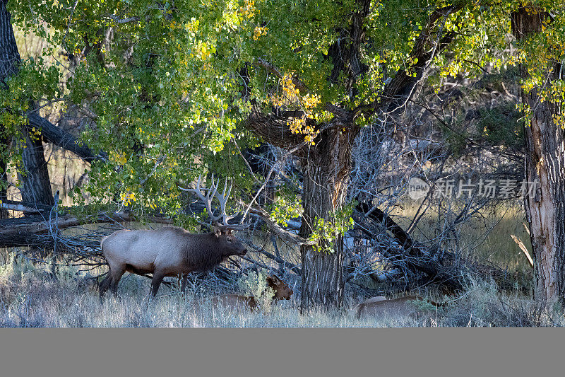 在美国西部蒙大拿州的查尔斯·m·拉塞尔野生动物保护区，一只公麋鹿正把母牛紧紧地抱在身边