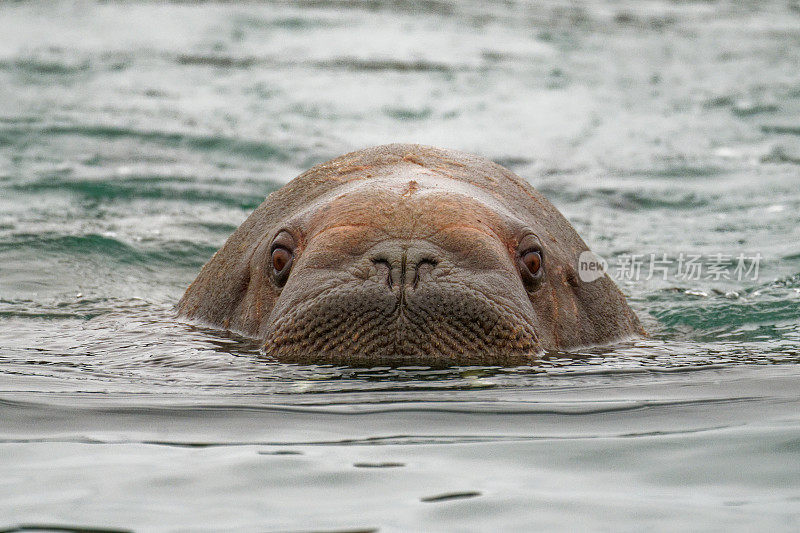 海象