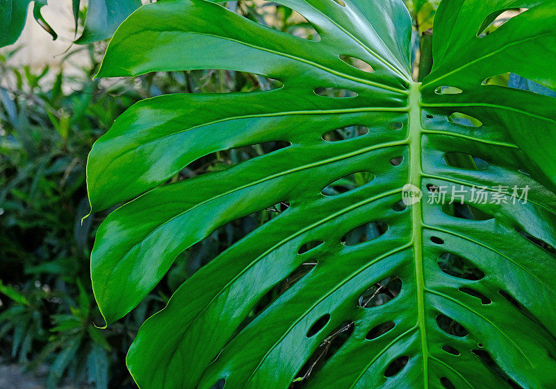 绿叶植物魔芋生长在野生攀缘树丛林，热带雨林植物常绿藤蔓灌木。热带丛林树叶图案的概念背景。