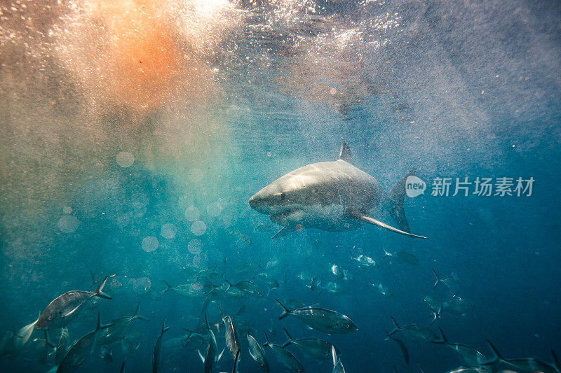 大白鲨带着血和鱼游过浑浊的水