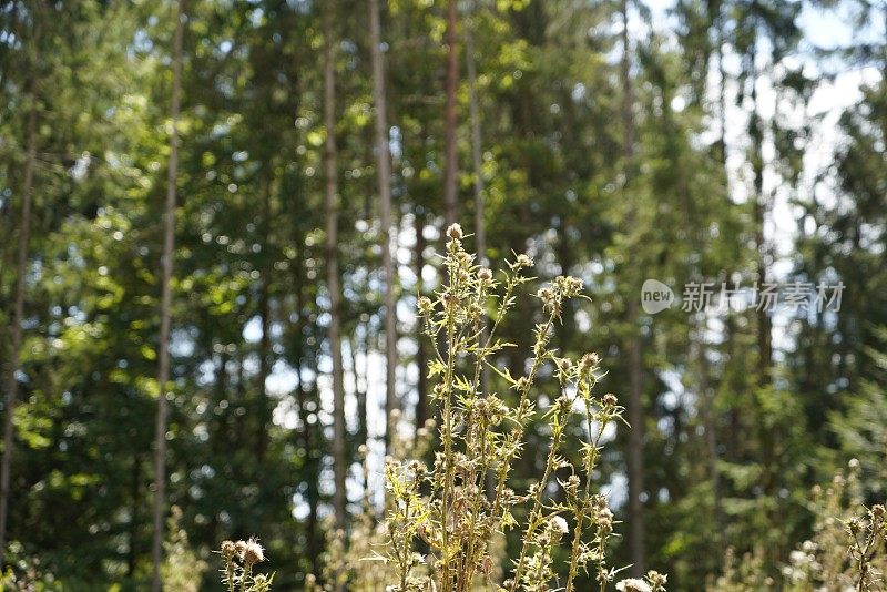 气候变化、干旱和风暴以及森林砍伐导致的森林枯死