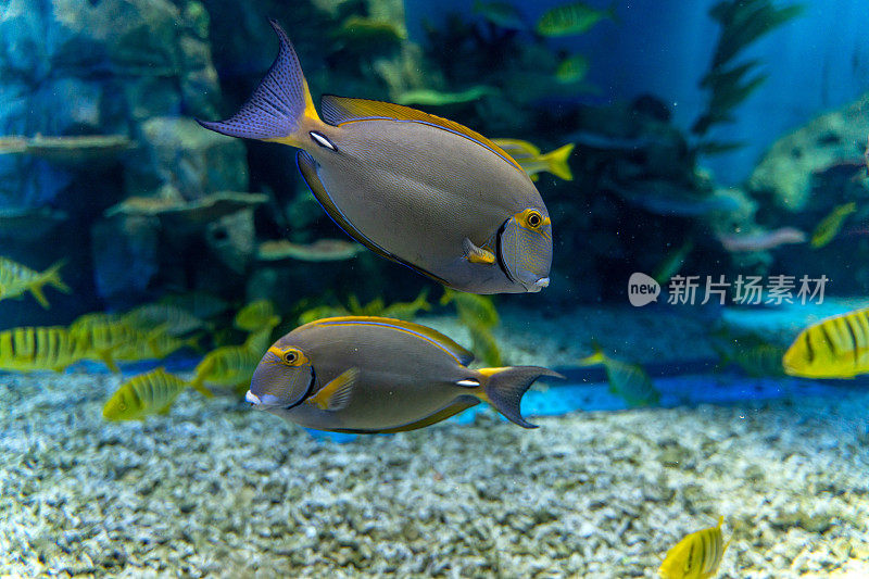 一只热带观赏鱼游在水族馆的玻璃墙里