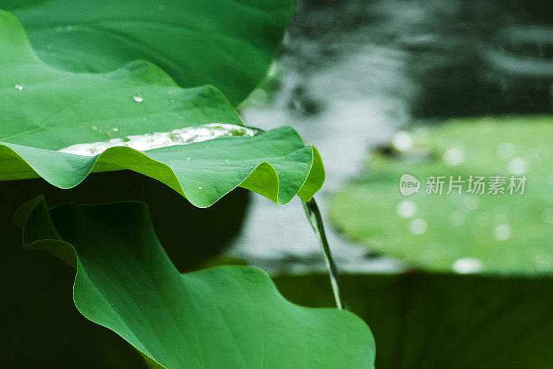 雨中的荷叶很美