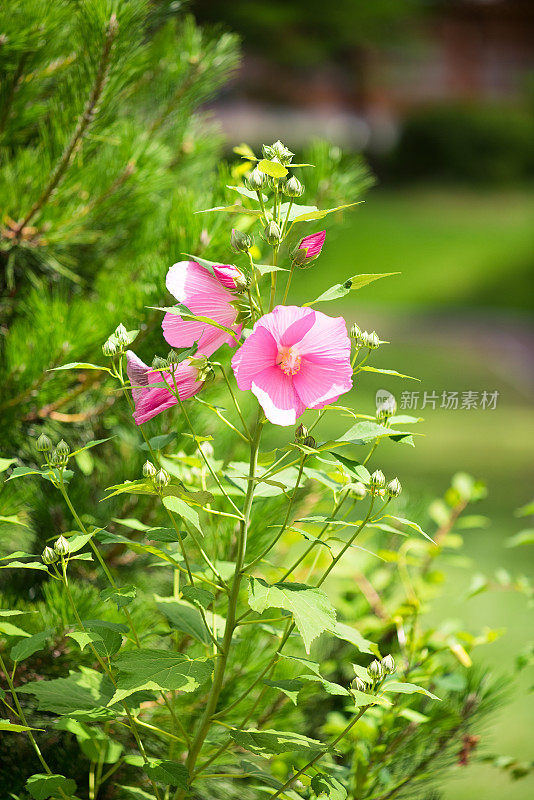 夏天的野花