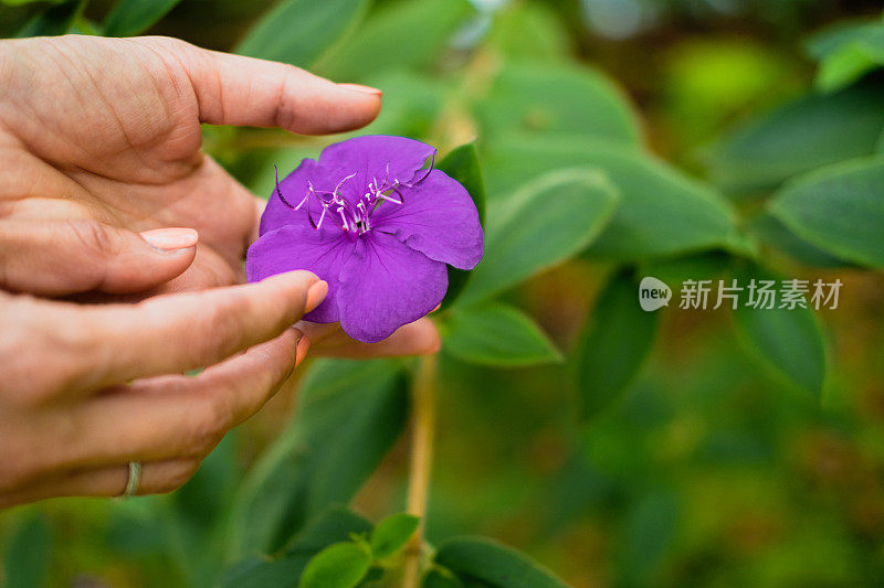 手摸着一朵紫色的花，拉近。