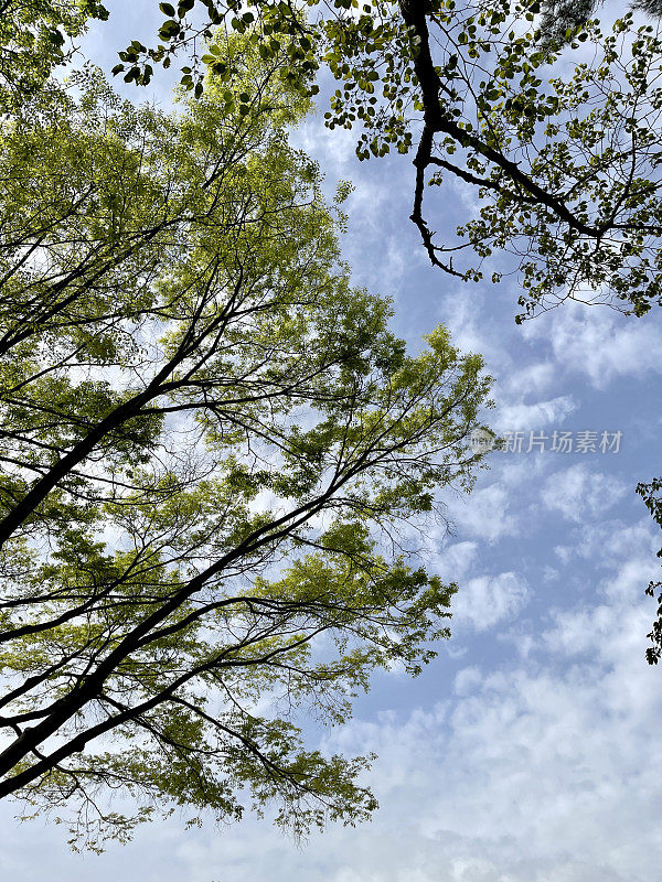 春日，槐花，蓝天