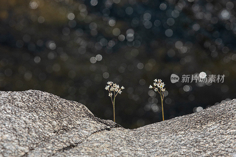 河边的风景