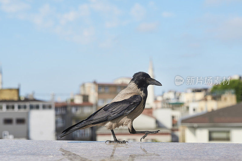 城市景观，伊斯坦布尔楼顶的乌鸦，土耳其的蓝天，城市景观中的旅行与自然。建筑树木和鸟在屋顶上散步，城市景观和宁静的户外夏天在欧洲。