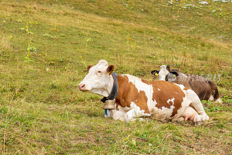 瑞士两头牛的肖像