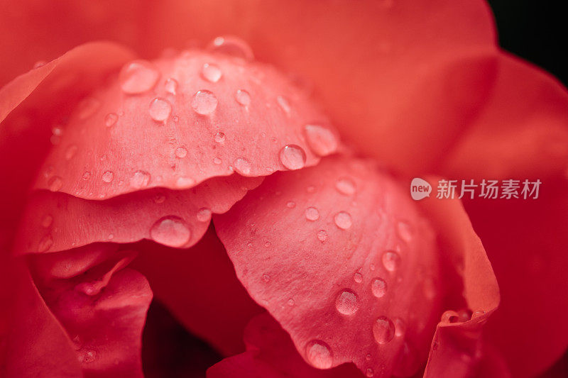 有雨滴的红玫瑰的图像