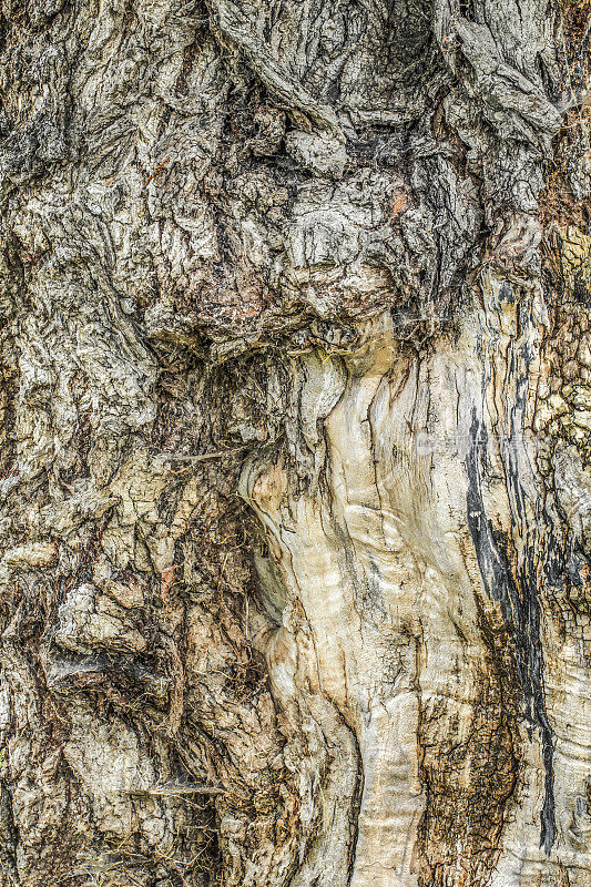 高分辨率抽象背景纹理描绘了一个古老的黑杨树树皮细节与地衣生长和蜘蛛网补丁
