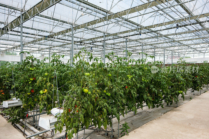 水培番茄温室