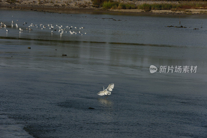 湿地苍鹭在夕阳下觅食