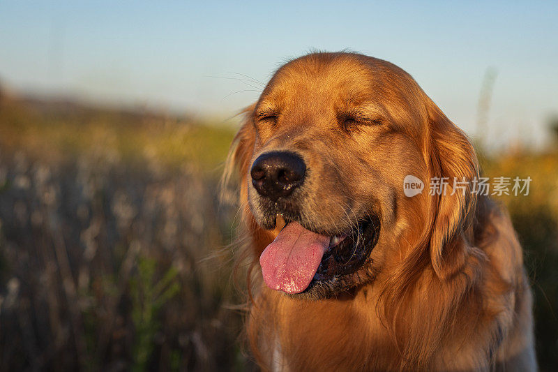 在温暖的午后阳光下，金毛猎犬在草地上散步的肖像。