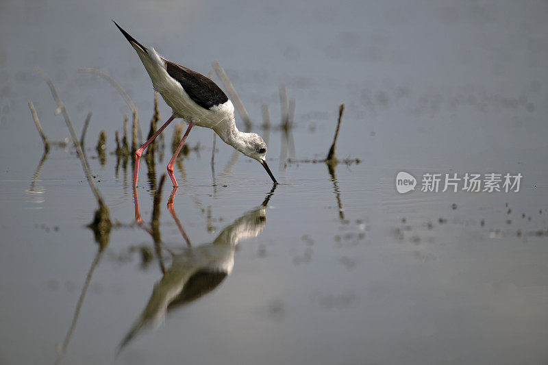 黑翅高跷(Himantopus)