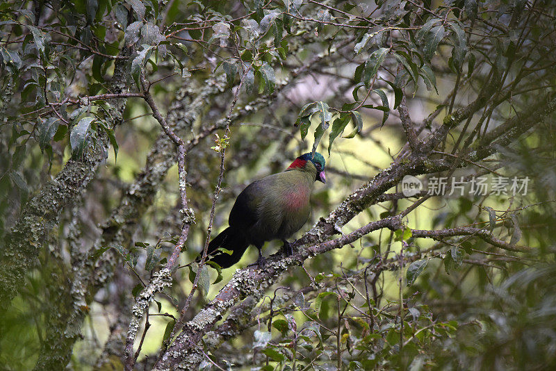 鲁文佐里Turaco