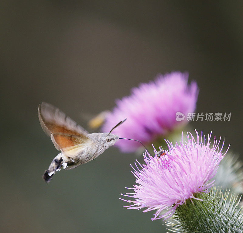 飞行中的蜂鸟鹰蛾