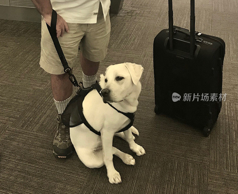 一名男子带着服务犬在机场