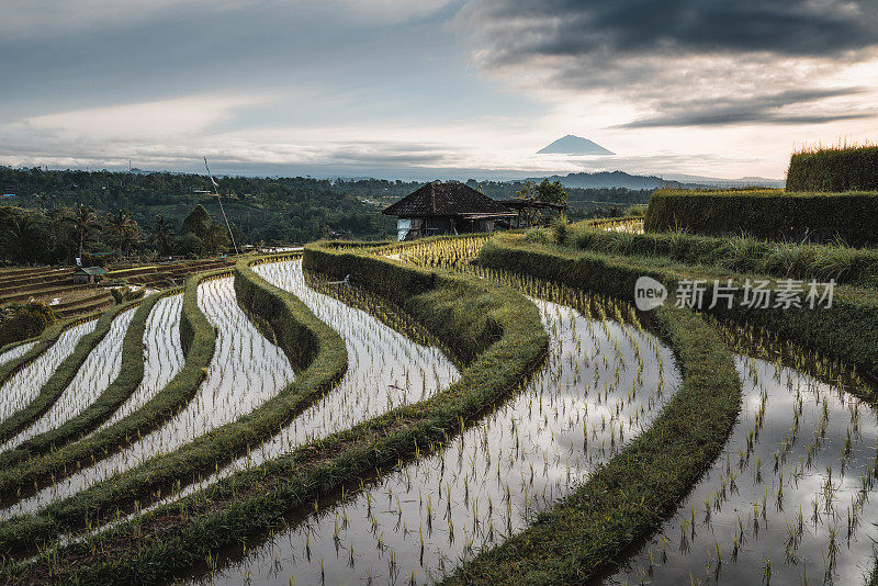 jatiluu，稻田，背景是阿农山