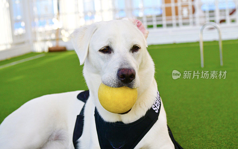 拉布拉多猎犬小狗