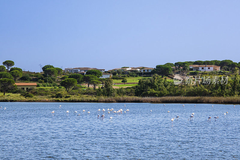 意大利撒丁岛东北部圣安娜池塘里的火烈鸟
