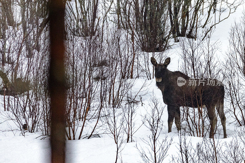 驼鹿站在雪地里的小山上