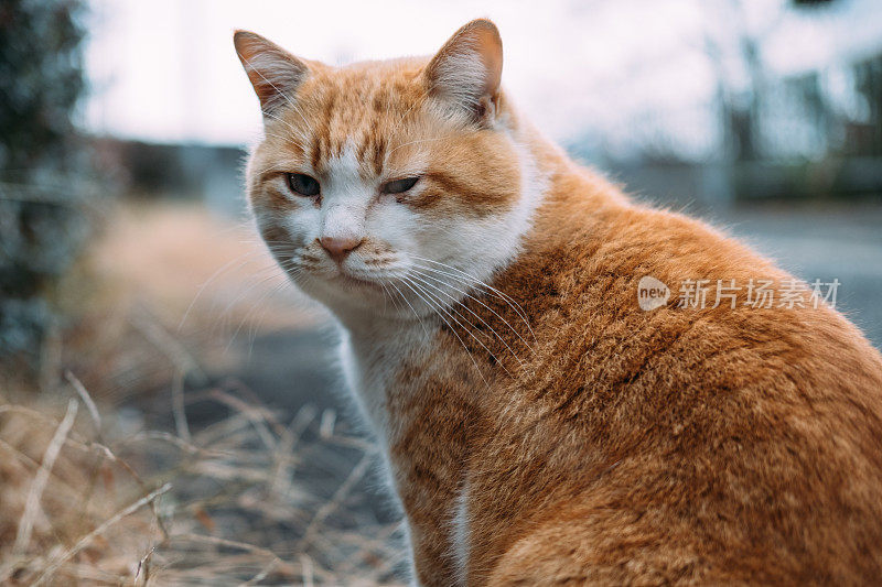 一只猫带着忧郁的脸回头看