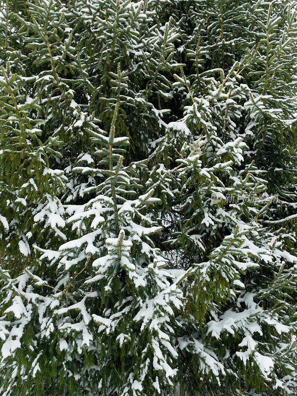 雪下的一棵云杉。