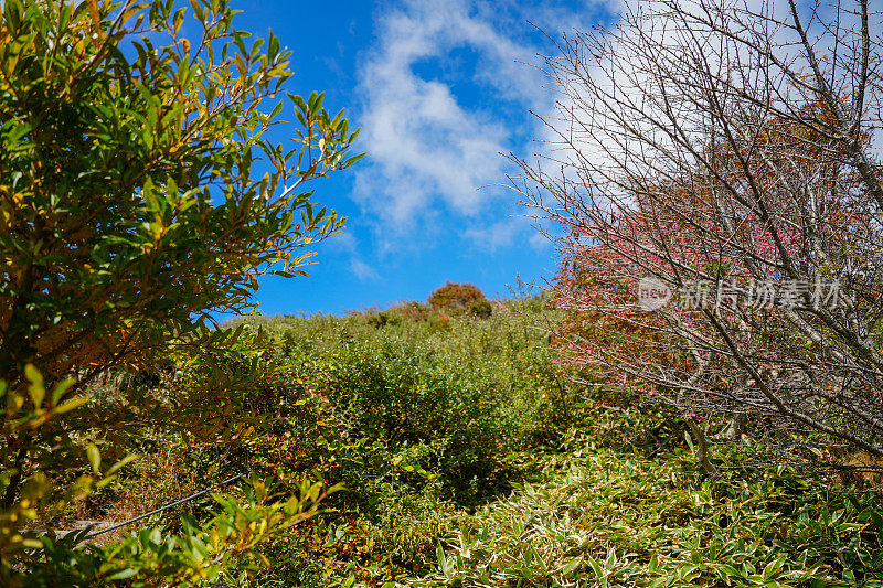 汉罗山的绿色和天空(济州岛)