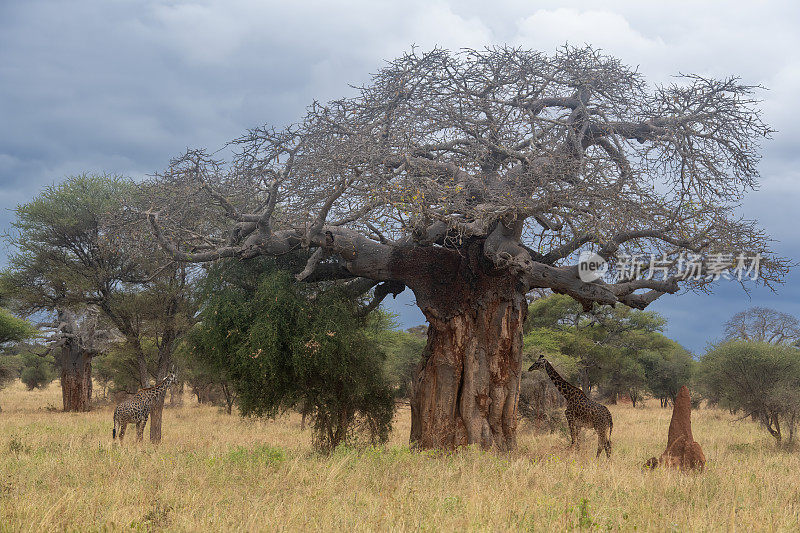 一群长颈鹿在坦桑尼亚Tarangire国家公园的大猴面包树附近觅食