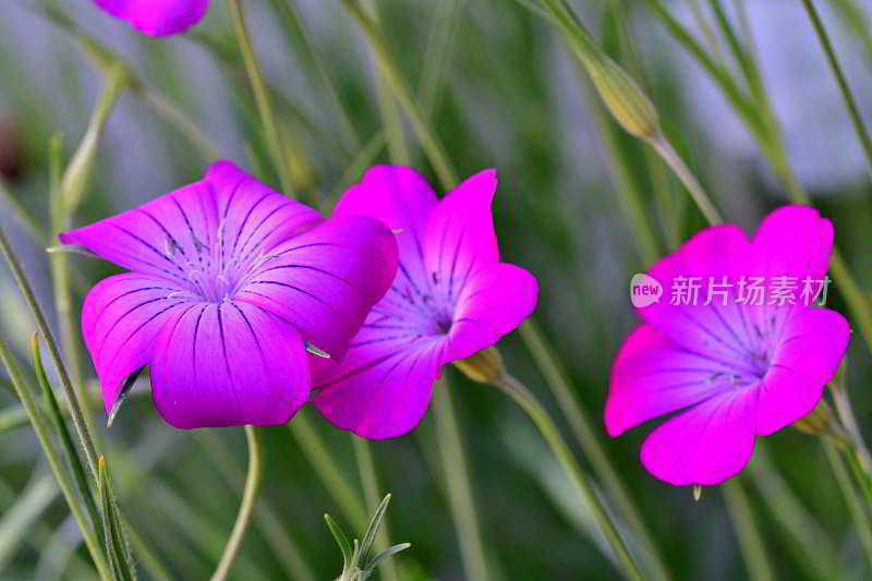 石竹:石竹科一年生草本开花植物