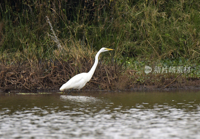 大白鹭