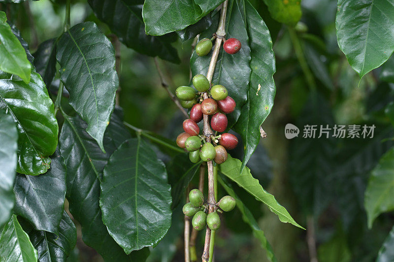 加约阿拉比卡咖啡种植园准备收获，中亚齐，印度尼西亚