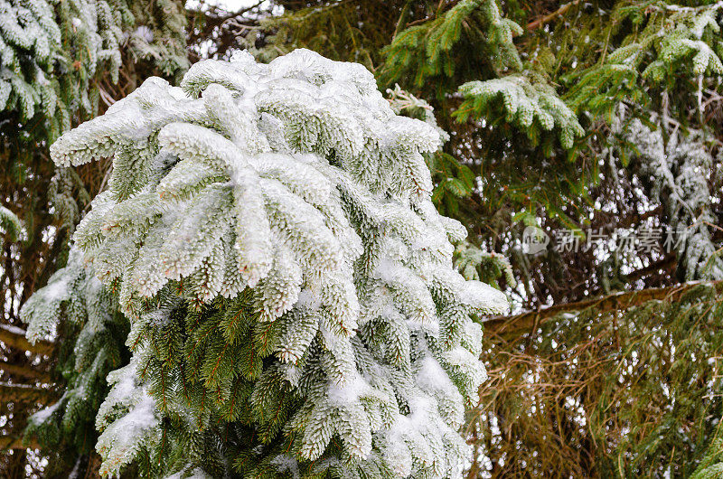 一丛被冻雨覆盖的松树树枝的特写。