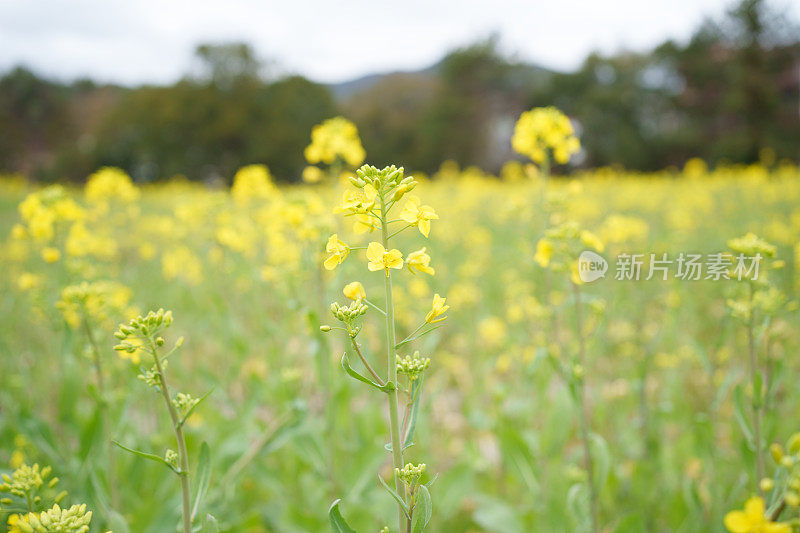 黄色的油菜花