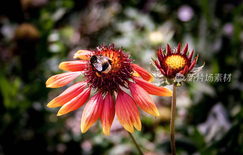 生命的嗡嗡声:蜜蜂与花朵的舞蹈