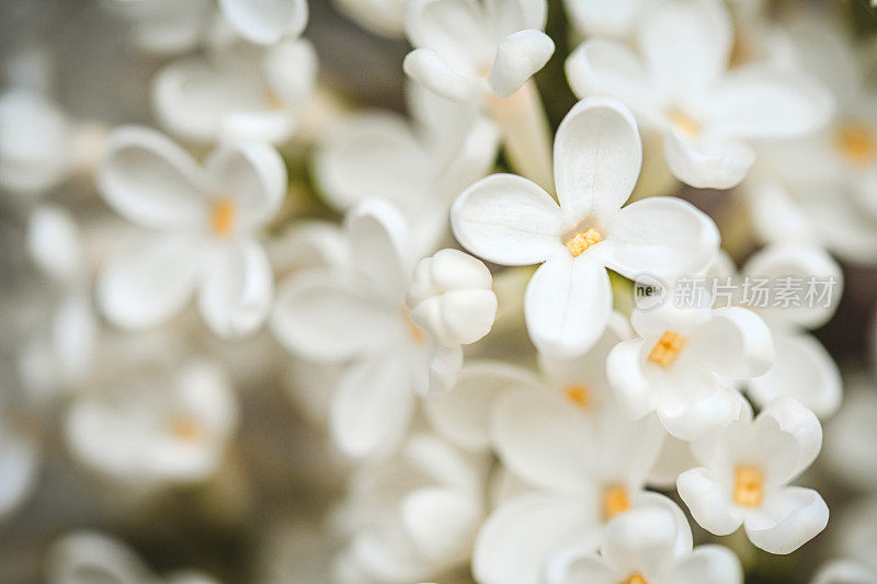 丁香花靠近背景