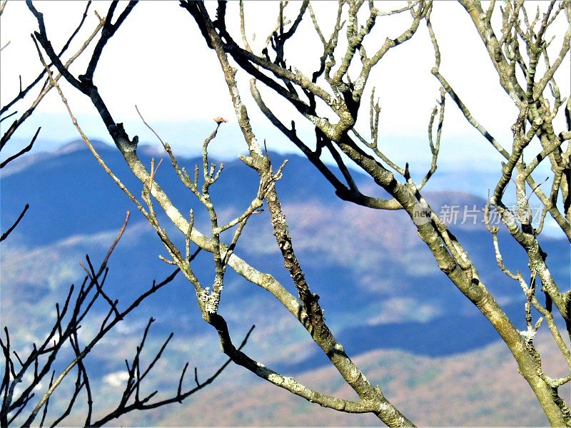 日本的蓝山。在筑波山的山顶。