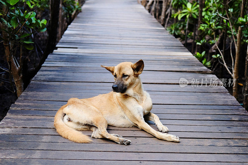 可爱的哺乳动物狗坐在木桥上的植物或海棠红树林在泰国热带雨林