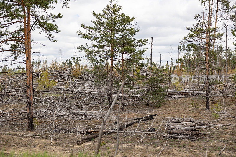 砍伐木材，燃烧木材，破坏环境。非法砍伐区内原生植被的森林