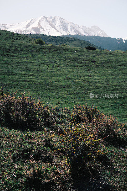 在白雪皑皑的山峰前，中亚山谷展现出嫩绿的春草地