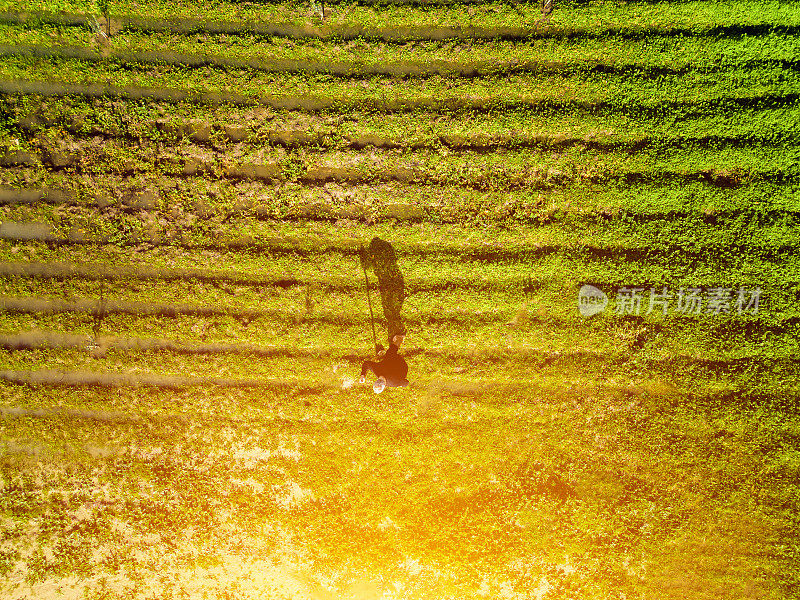 一个农民在他的田地工作的鸟瞰图阴影。